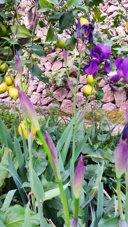 Villa Ca Na Menga Sóller Esterno foto